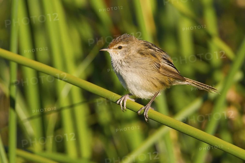 Little Grassbird (Megalurus gramineus), Victoria, Australia