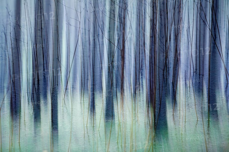 Atmospheric forest, abstract structures, wiping effect, bulb exposure