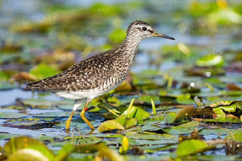 Spotted Redshank (Tringa erythropus) Hungary
