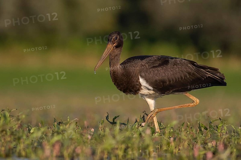 Black Stork (Ciconia nigra) juvenile foraging, Tiszaalpár, Hungary