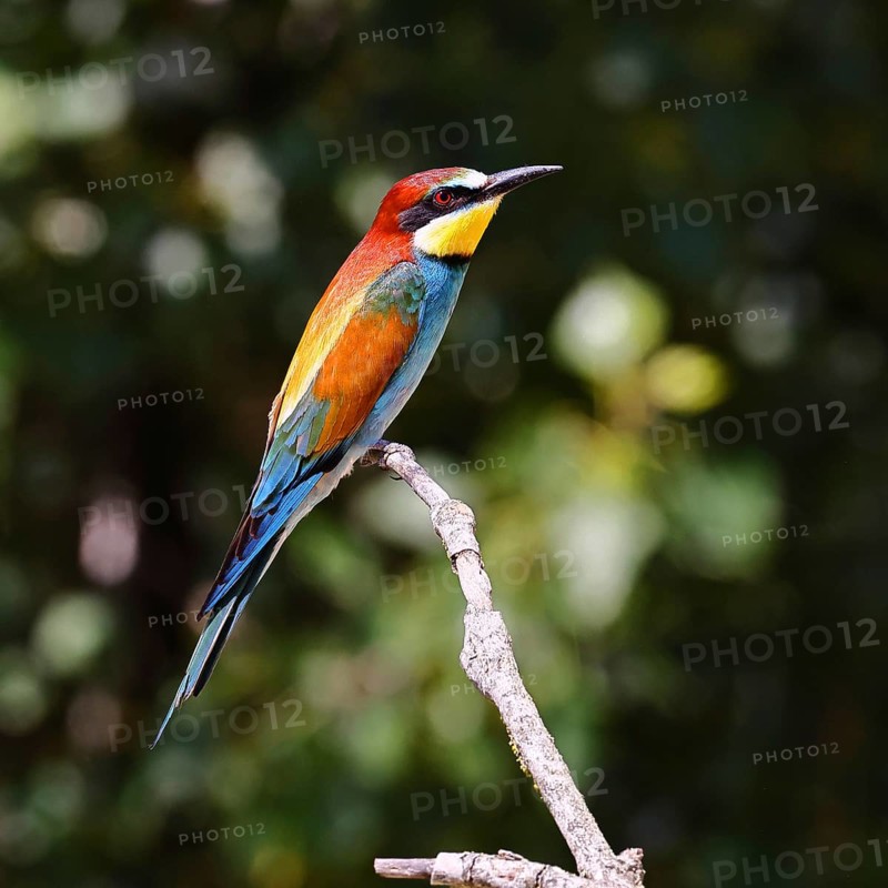 European bee-eater (Merops apiaster) sitting on a branch, dark background, Lake Neusiedl, Burgenland, Austria