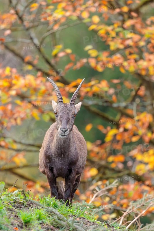 A female ibex (Capra ibex) standing on a cloudy day on a green meadow on top of a hill. A forest in fall foliage can be seen in the background