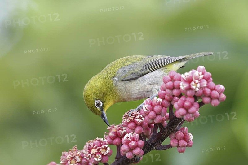 Japanese White-eye (Zosterops japonicus), Hawaii, USA
