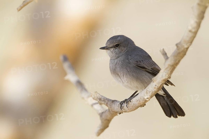 Blackstart (Oenanthe melanura), Oman