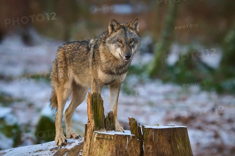 A wolf stands on a tree stump in the snowy forest and looks curiously, Winter, Wolf (Canis lupus), Germany