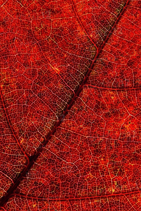Structure of an autumn-colored leaf, foliage, tree, Vechta, Lower Saxony, Germany