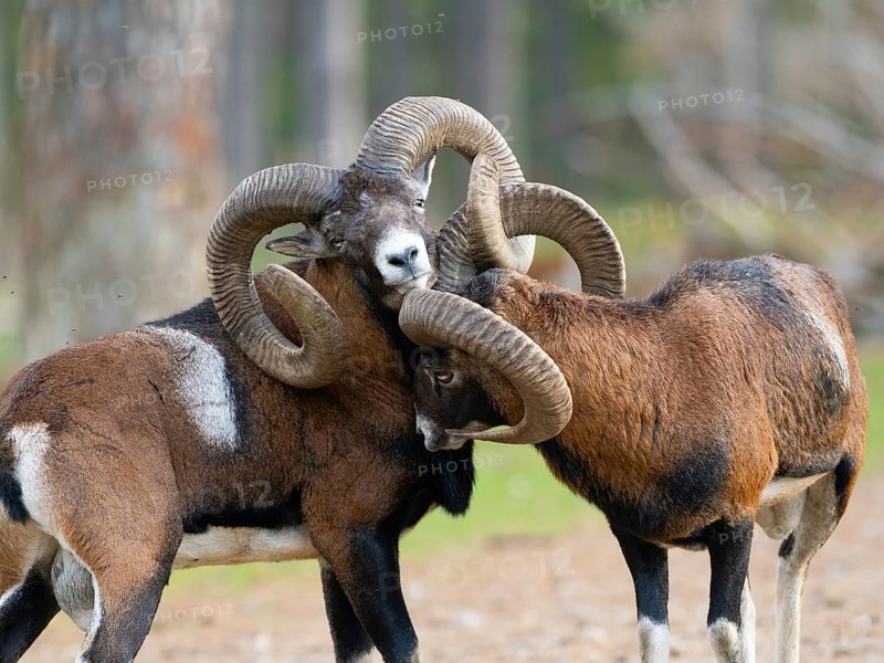 Two grouches have wedged their horns, North Rhine-Westphalia, Germany