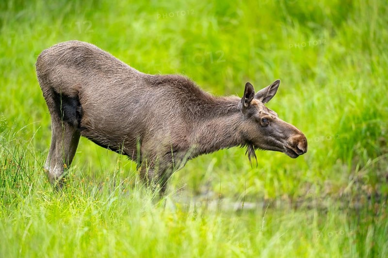Eurasian elk (Alces alces) standing in a little swamp in early summer, Bavarian Forest, Bavaria, Germany