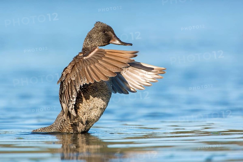 Freckled Duck (Stictonetta naevosa) male flapping, Victoria, Australia