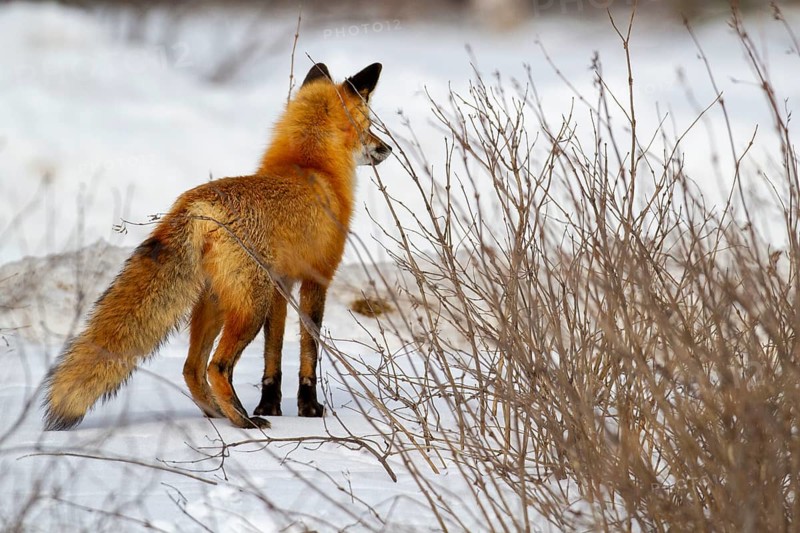 Red fox (vulpes vulpes) watching squirrels, Montreal botanical garden, province of Quebec, Canada