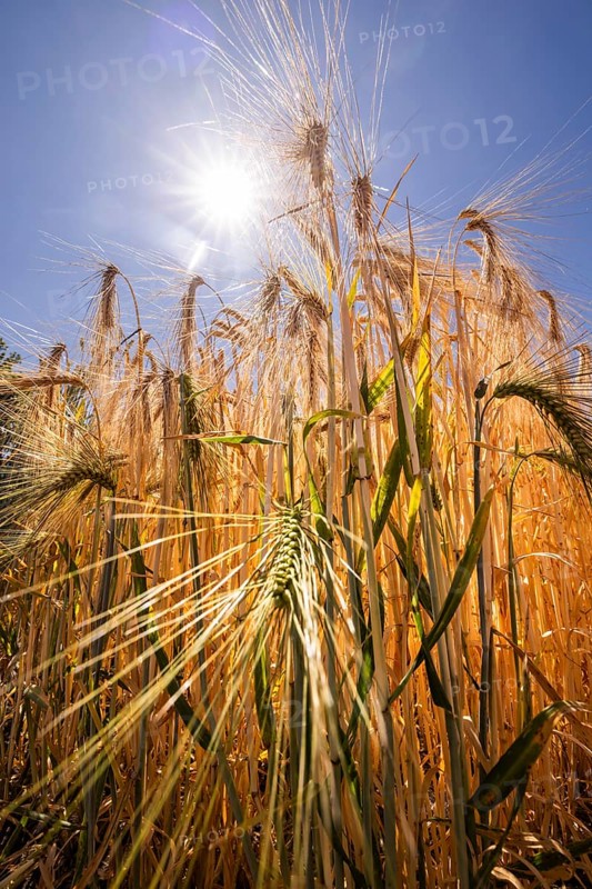 Experimental field with barley (Hordeum vulgare) at the Leibniz Institute of Plant Genetics and Crop Plant Research IPK Gatersleben, Seeland, Saxony-Anhalt, Germany