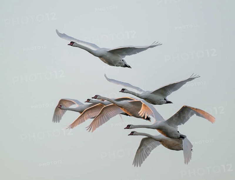 Mute swans (Cygnus olor) in flight, warm morning light, Lower Saxony, Germany