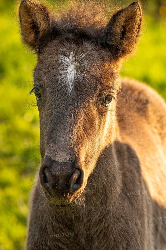 Icelandic horse in a meadow, foal, grey, portrait. Evening, golden hour, backlight. Germany