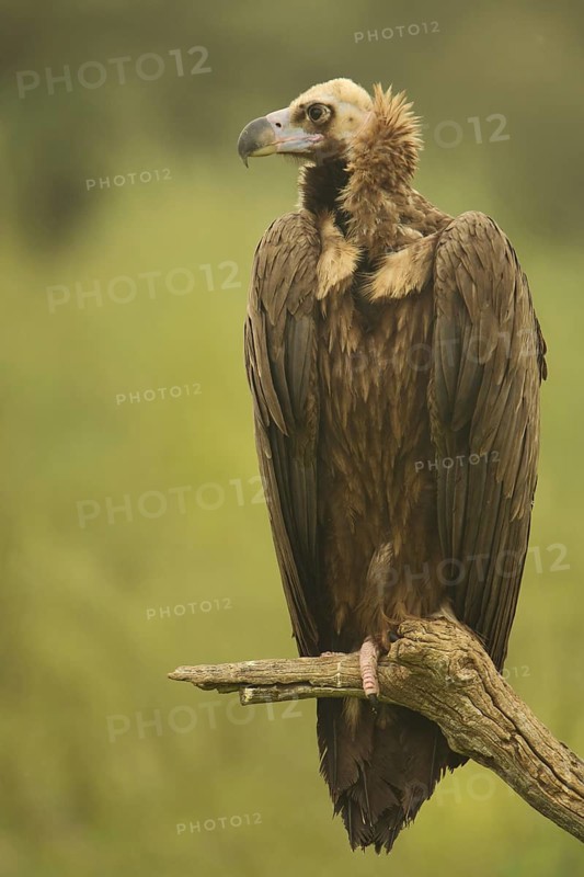 Eurasian Black Vulture (Aegypius monachus) sitting on a branch, Torrejon el Rubio, Monfragüe, Extremadura, Spain