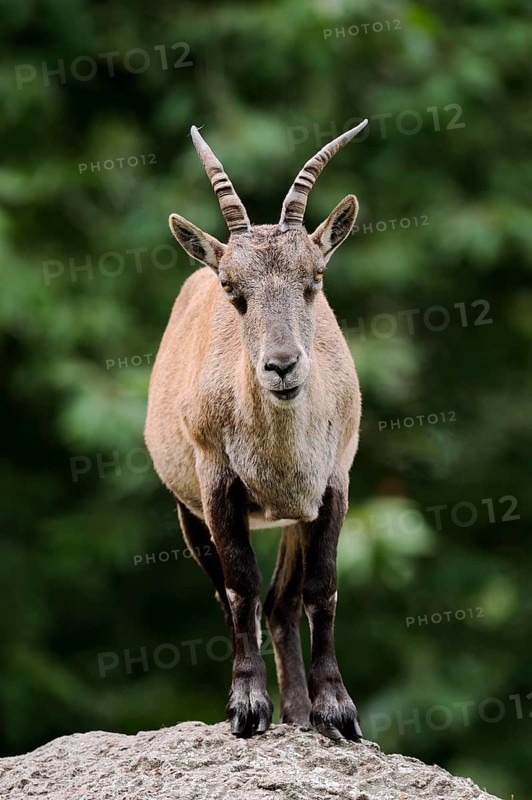 Alpine ibex (Capra ibex), female, Germany