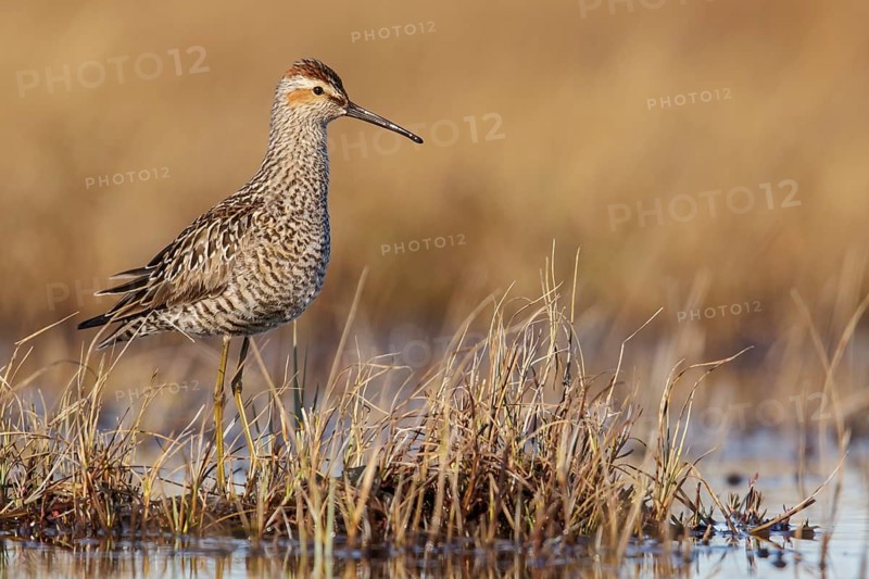 Stilt Sandpiper (Calidris himantopus) feeding in a shallow pond near Churchill, Manitoba, Canada