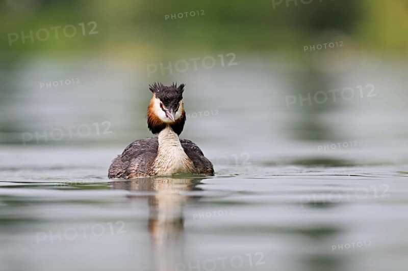 Great Crested Grebe (Podiceps Scalloped ribbonfish), swimming in the water, Lake Zug, Canton Zug, Switzerland