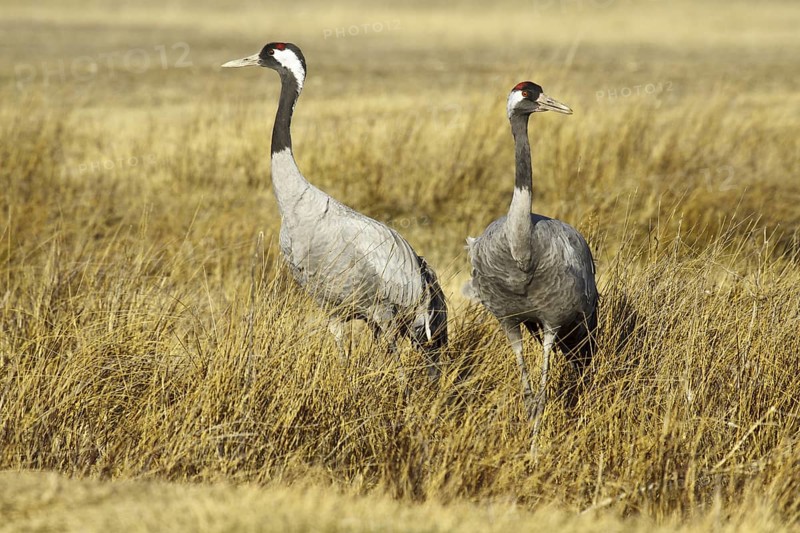 Common Crane (Grus grus), Laguna de Gallocanta, Spain