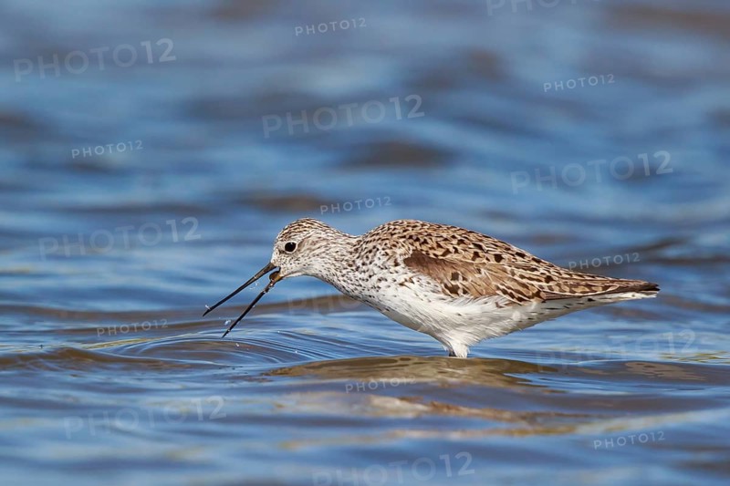 Marsh Sandpiper (Tringa stagnatilis) foraging, Lesvos, Greece