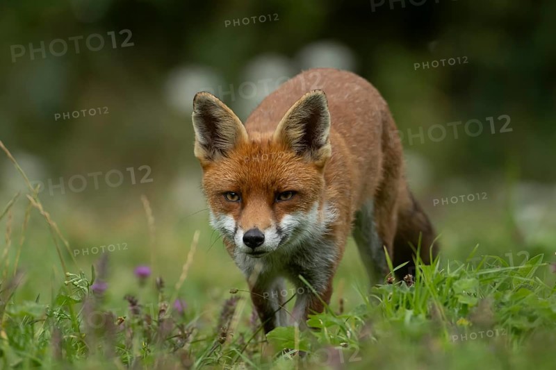 Red fox (Vulpes vulpes) adult wild animal in grassland in summer, England, United Kingdom