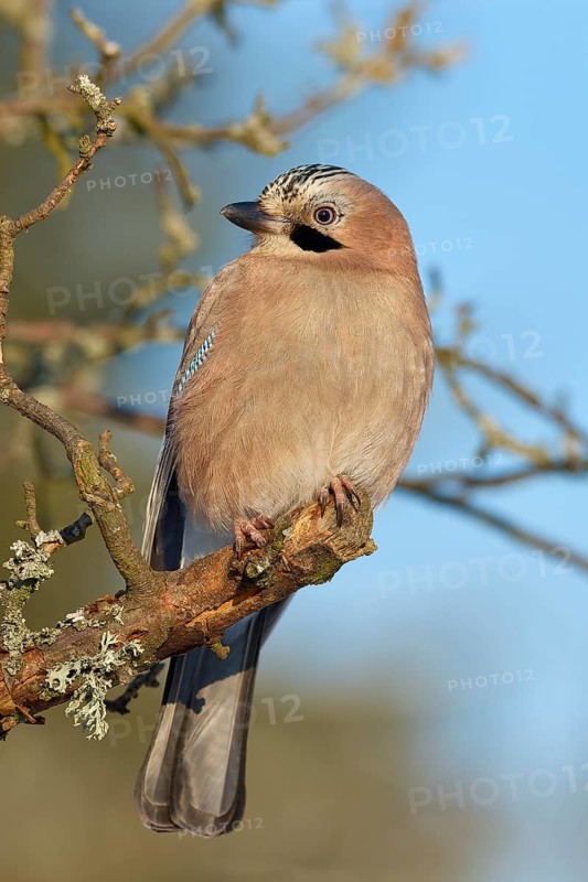 A jay (Garrulus glandarius), sitting on a branch against a blue sky, Odenwald, Hesse, Germany