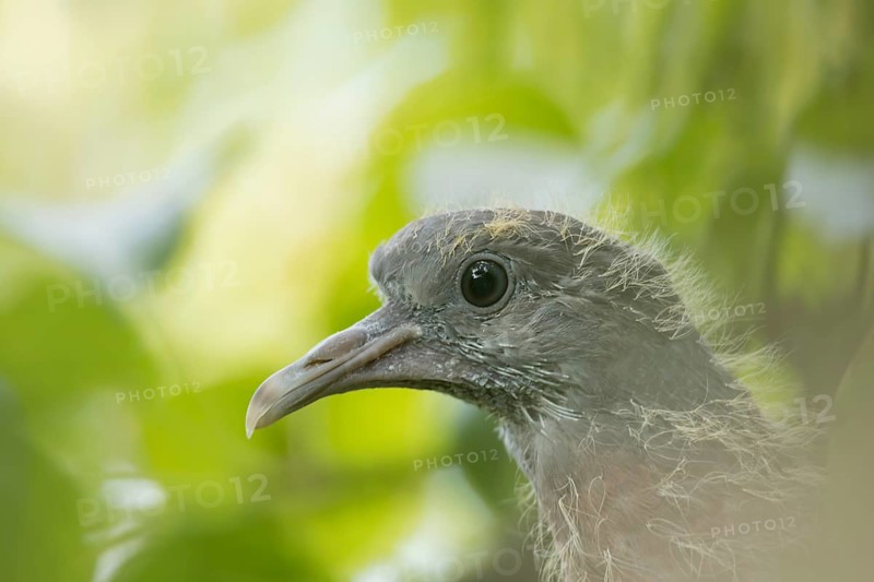Wood pigeon (Columba palumbus) juvenile baby squab bird head portrait, Suffolk, England, United Kingdom