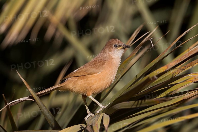 Fulvous Babbler - Akaziendrossling - Argya fulva ssp. maroccana, Morocco