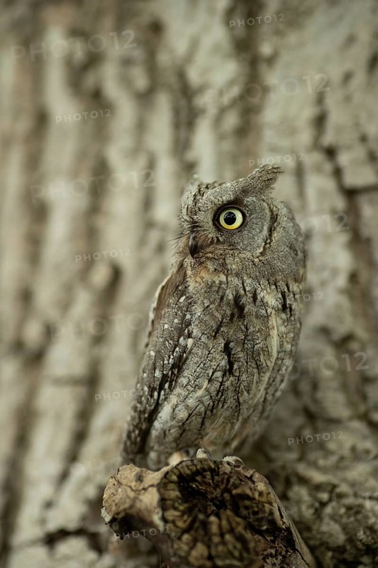 Eurasian Scops Owl (Otus scops) captive, juvenile, Germany