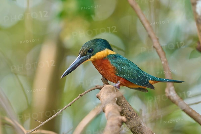 A colourful kingfisher sits attentively on a branch in a natural environment, Red-breasted Kingfisher (Megaceryle torquata), Rio Negro, Pantanal, Mato Grosso, Brazil