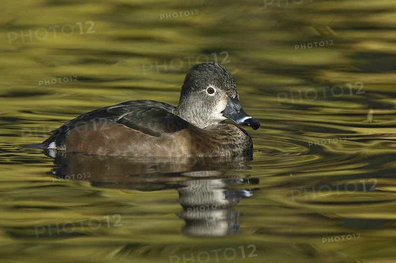 Ring-necked Duck (Aythya collaris) female, Arizona, USA
