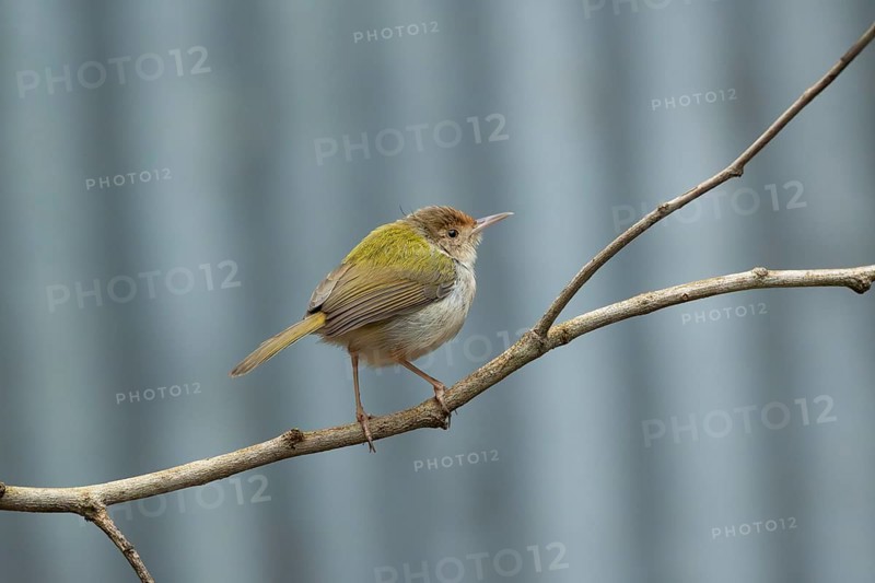A Common Tailorbird (Orthotomus sutorius), Sreepur, Gazipur, bangladesh