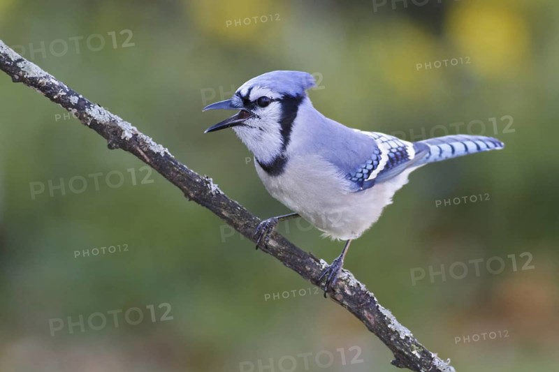 Blue Jay (Cyanocitta cristata), Ontario, Canada