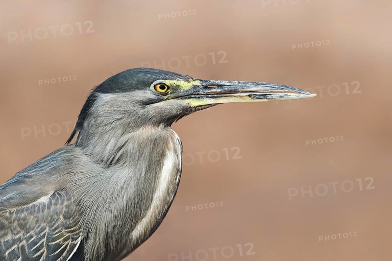 Striated Heron (Butorides striata), Eilat, Israel