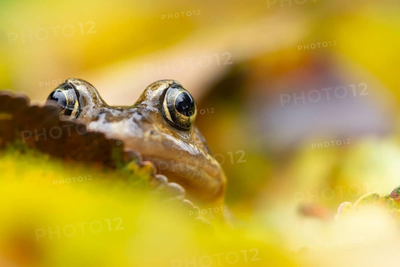 Common frog (Rana temporaria) adult amphibian on fallen autumn leaves in a garden, England, United Kingdom