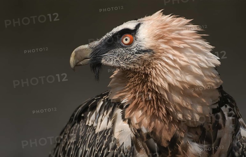 Bartgeier; lat. Gypaetus barbatus; Kopfportrait von der Seite