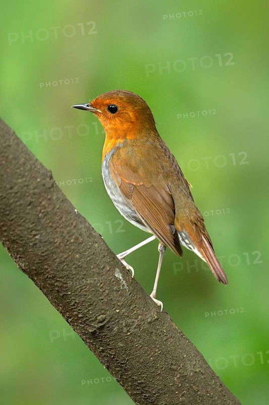 Japanese Robin (Larvivora akahige) female perched on a branch, Miyakejima, Japan