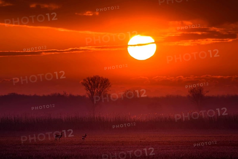 Deer stand in a field in front of rising sun, deer, fawn, (Capreolus capreolus) .Animals, mammals, fawn, cloven-hoofed, Lake Neusiedl, Austria