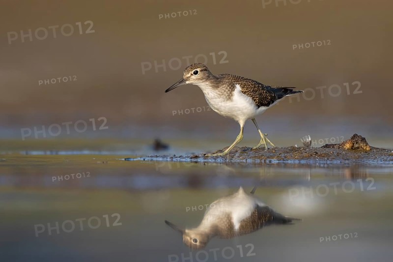 Common Sandpiper (Actitis hypoleucos), North Rhine-Westphalia, Germany