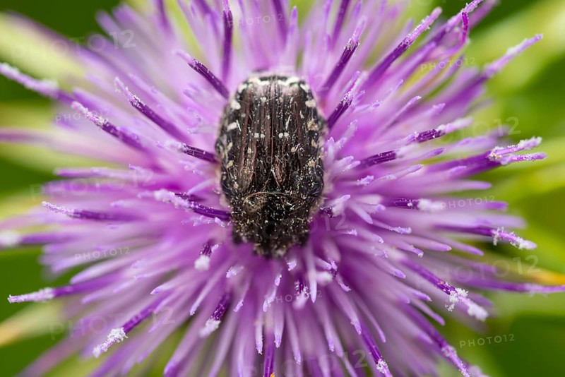 A detailed macro shot captures a oxythyrea Funesta resting on a purple silybum marianum flower in spring. The intricate textures and contrasting colors highlight nature beauty