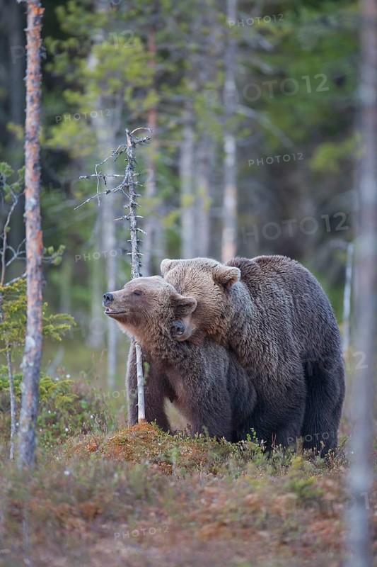 European brown bear (Ursus arctos) adult male and female two animals having sex mating in a boreal forest in summer, Finland