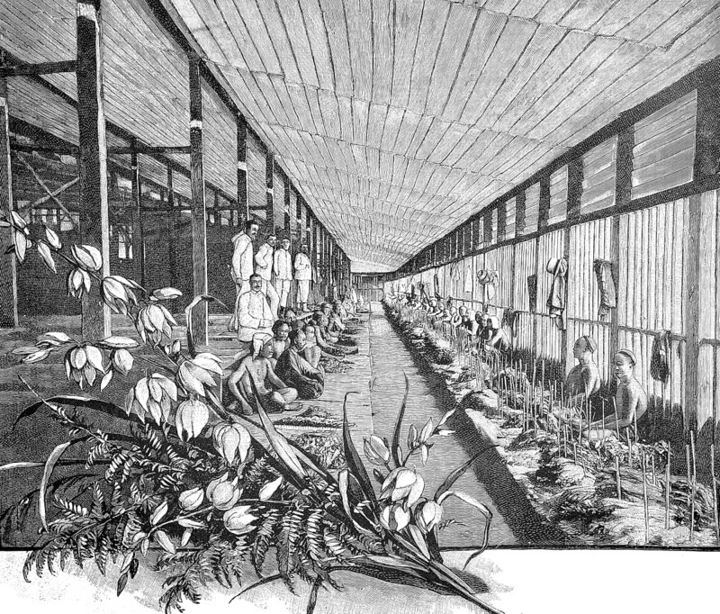 German tobacco plant in Sumatra, 1890, Chinese workers sorting tobacco in the fermentation room, illustration, reproduction from a model from the 19th century. Authentic, file restored for optimal use, exact date of submission unknown, historical