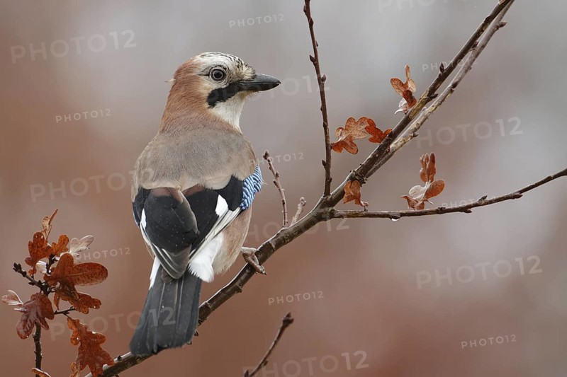 Eurasian Jay (Garrulus glandarius), Saxony, Germany