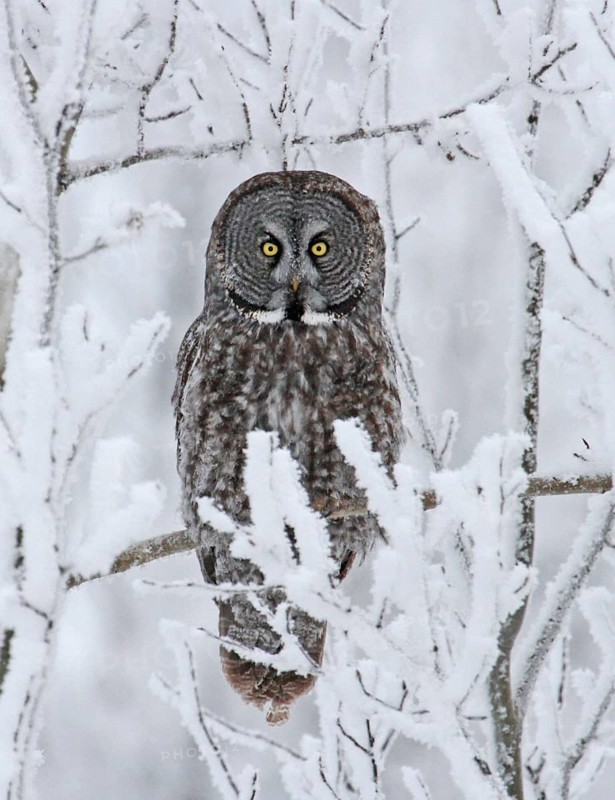 Great Grey Owl (Strix nebulosa), Saskatchewan, Canada