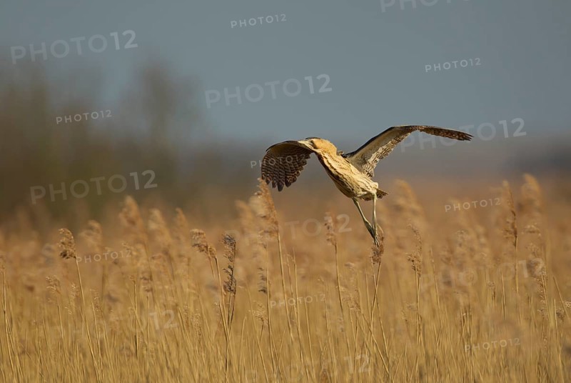 Great or Eurasian bittern (Botaurus stellaris) adult bird in flight over a reedbed, RSPB Minsmere nature reseve, Suffolk, England, United Kingdom