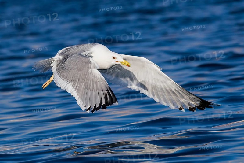 Caspian Gull (Larus cachinnans) flying, Eilat, Israel