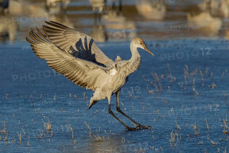 Sandhill Crane Grus canadensis Bosque del Apache National Wildlife Refuge, New Mexico, United States 16 December Immature trying to maitain balance on frozen pond. Gruidae