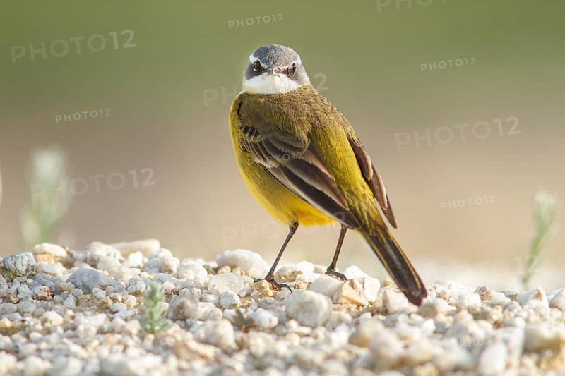 Spanish Wagtail (Motacilla flavia iberiae), on field floor, Galicia, Spain