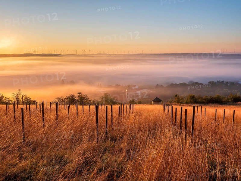 Morning atmosphere in the Saale Valley near the village of Eulau in autumn, fog sweeping through the valley, tall grass and wooden posts in a former vineyard in front, wind turbines on the horizon, Naumburg, Saxony-Anhalt, Germany