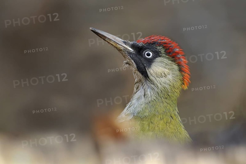 European Green Woodpecker (Picus viridis) female, Rhineland-Palatinate, Germany