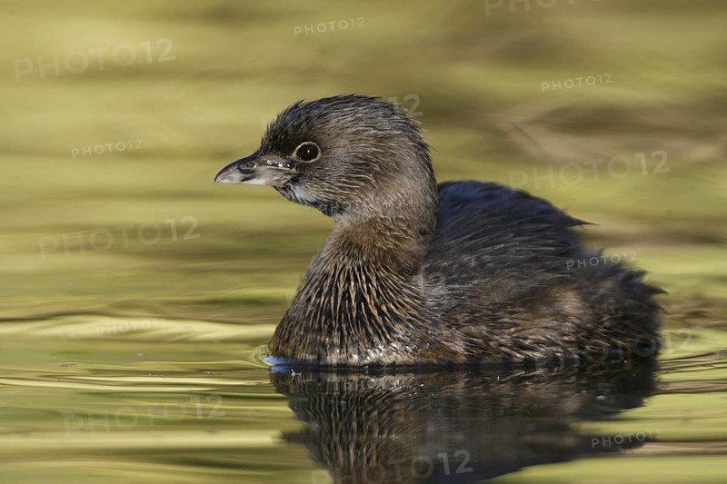 Pied-billed Grebe (Podilymbus podiceps), Arizona, USA